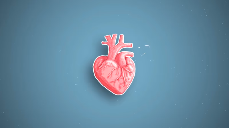 Anatomical heart motion piece with pulsing blood flow, motion graphics by Toby Johnson